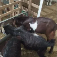 بز و گوسفند|حیوانات مزرعه|مهر, |دیوار