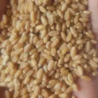 گندم ابی درجه یک 540گیلو موجود هست