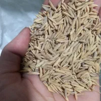 شالی فجر|خوردنی و آشامیدنی|مزرعه کتول, |دیوار