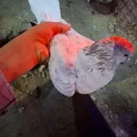 تعدادی کفتر و کبوتر|پرنده|جیرفت, |دیوار