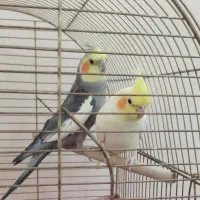 جفت عروس هلندی مولد