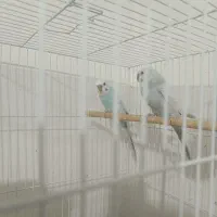 مرغ عشق|پرنده|مشهد, مهدی آباد|دیوار