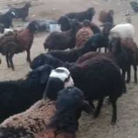 تعداد۶۰ راس بره قزل افشار درجه ی یک