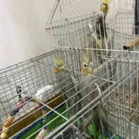 تعدادی عروس هلندی نر و ماده|پرنده|رشت, نخودچر|دیوار