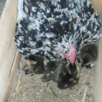 کرچ با جوجه اردک کله سبز