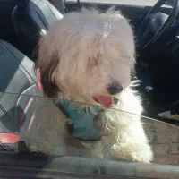 سگ شیتزو|سگ|بهارستان, |دیوار