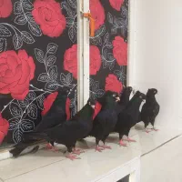 خورموج روستاهای اطراف