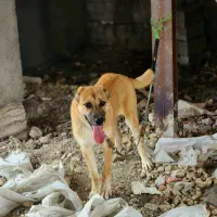 واگذاری سگ سراب ۷ ماهه ماده