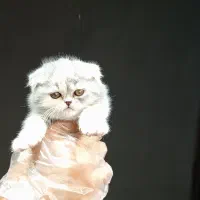 بهترین نژاد اصیل سگ و گربه