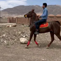 اسب نریون