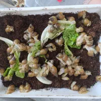 حلزون آلبینو|خزنده|تبریز, |دیوار