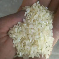 خورده برنج آشی کامفیروزی