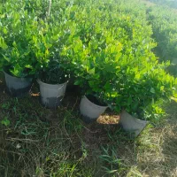 ۲کارگر افغانستان برای کار در گلخانه نیاز داربگیم