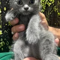 گربه اسکاتیش بریتیش