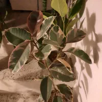 گل ها سالم وسروحال|گل و گیاه طبیعی|نیشابور, شهرک اندیشه|دیوار