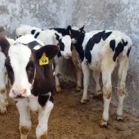 گوساله هلشتاین قطع شیر|حیوانات مزرعه|میلاجرد, |دیوار