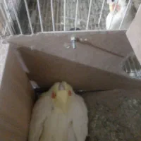 عروسی هلندی لیتینومولدهمراه تخم وجوجه