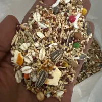 مخلوط عروس هلندی شرکت سحر امیز