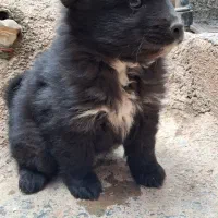 پامر اشپیتز