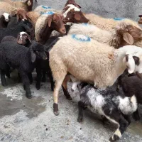 گوسفند شیشک جوان بابره|حیوانات مزرعه|سنندج, |دیوار