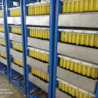 خط تولید نبات