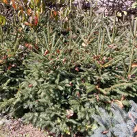 انواع کاج|گل و گیاه طبیعی|کلاردشت, |دیوار