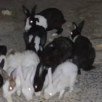 خرگوش