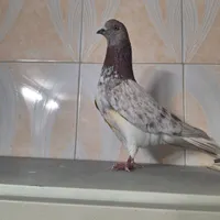 کبوتر|پرنده|سمنان, |دیوار
