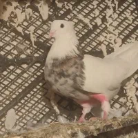 سلام تعداد 30عدد کبوتر طوقی