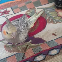 عروس هلندی مرواریدی نر دوکلمه حرف|پرنده|کرمان, |دیوار
