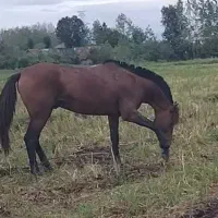 اسب کهر سواری|اسب و تجهیزات اسب‌سواری|سیاهکل, |دیوار