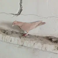 کبوتر پرنده|پرنده|قزوین, |دیوار