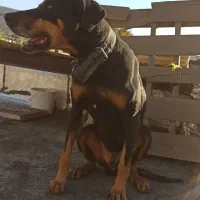 واگذاری دوبرمن 10 تومن