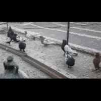 فروشی 15عددنر بهبهانی