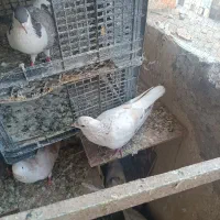 کبوتر رنگی چادری