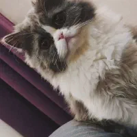 گربه ی بریتیش|گربه|رشت, گلزاران|دیوار