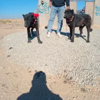 توله نر سرابی|سگ|جوادآباد, |دیوار