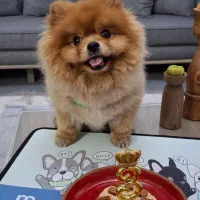 پامر پسر ۳ ساله جهت جفت یابی