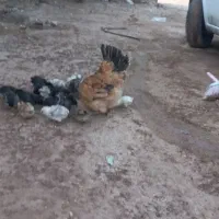 مرغ و جوجه|حیوانات مزرعه|دالاهو, |دیوار