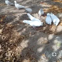 کبوتر ملقی کله ای کلاهی سو قدیم همه چیز تمام