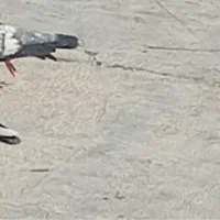 دوتا کفتر محدوده شهرک همت تار شده|پرنده|شاهرود, |دیوار