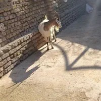 بز آبستن دوقلوزا جوان 55 kilo|حیوانات مزرعه|قزوین, |دیوار