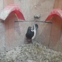 یهودی نر عالی|پرنده|فردیس, شهرک شهید حسینی|دیوار