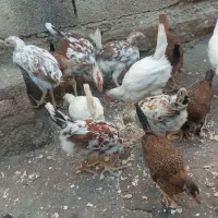 تیله محلی لنده|حیوانات مزرعه|لنده, |دیوار