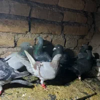 کفتر|پرنده|جلگه رخ, |دیوار