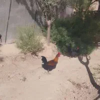 فروش  خروس گلین