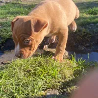 توله پیتبول پیت بول|سگ|تولم شهر, |دیوار