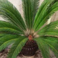 سیکاس