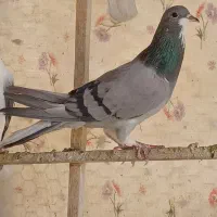 یک جفت خرقه کبوتر دمگیر کله دم سبز