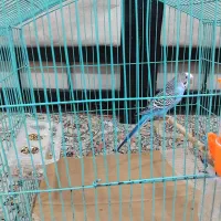مرغ عشق نر